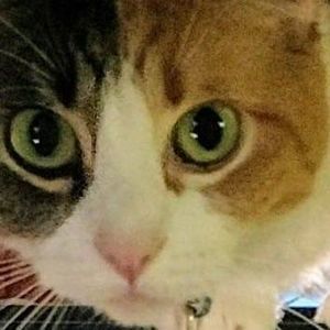 Meet your Posher, Del